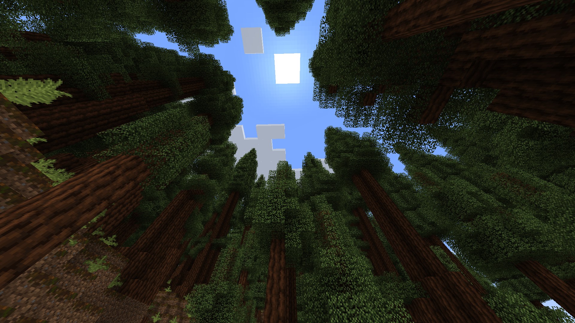 Towering redwood forest with thick trunks