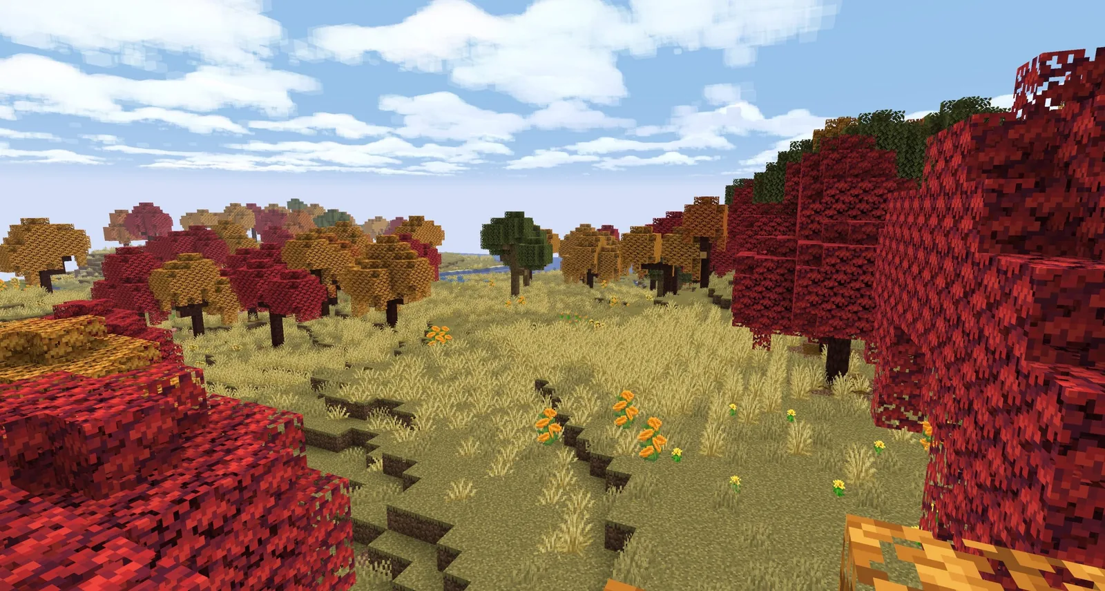 Autumn forest scene at golden hour