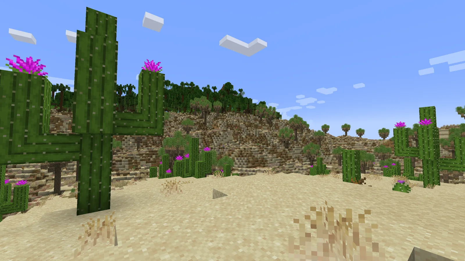 Dense conifer forest on sloped terrain